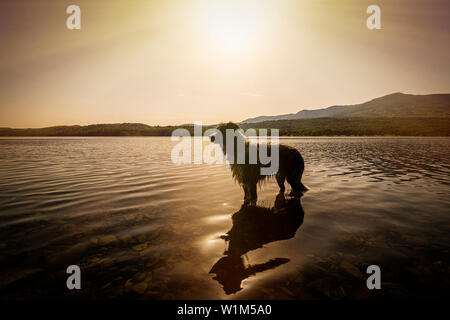 Roki il nostro Border Collie giocando in Coniston Water raffreddare su un caldo Lake District pomeriggio. Foto Stock