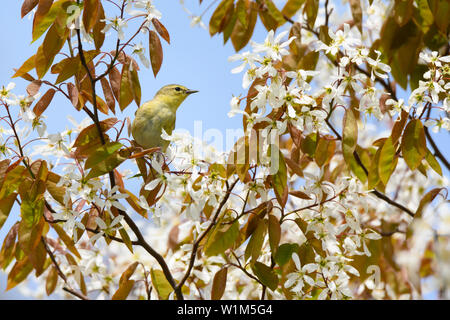 Una migrazione di Tennessee femmina trillo foraggi per un pasto in qualche fioritura serviceberry a Toronto, Ontario del popolare Ashbridges Bay Park. Foto Stock