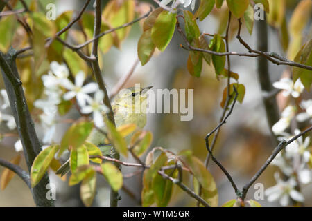 Una migrazione di Tennessee femmina trillo foraggi per un pasto in qualche fioritura serviceberry a Toronto, Ontario del popolare Ashbridges Bay Park. Foto Stock