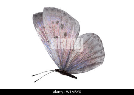 Lycaenidae farfalle con ali bianche e una tonalità rosa. isolato su sfondo bianco Foto Stock