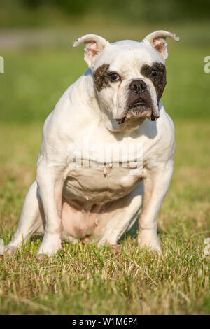 Dieci anni bulldog americano femmina, seduta Foto Stock