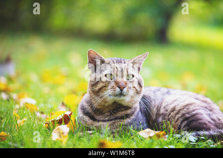 Gatto sdraiato sulla caduta foglie in autunno, godendo il bel tempo Foto Stock