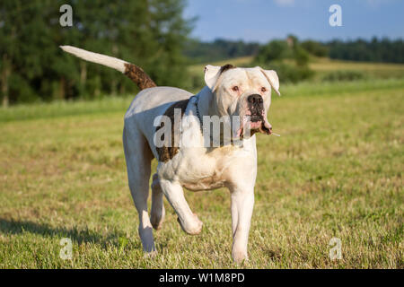 Bianco American Bulldog maschio in esecuzione Foto Stock