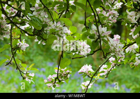 Unione Crab Apple (Malus sylvestris) fiorisce in primavera in un bosco nel sud-ovest dell'Inghilterra. Foto Stock