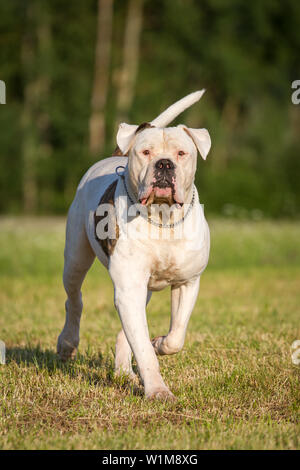 Bianco American Bulldog maschio in esecuzione Foto Stock