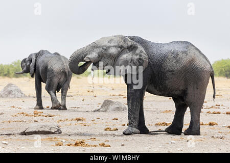 Gli elefanti al parco nazionale Etosha, Namibia, Africa Foto Stock