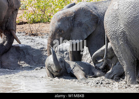 Gli elefanti giocando in waterhole presso il Parco Nazionale di Etosha, Namibia, Africa Foto Stock