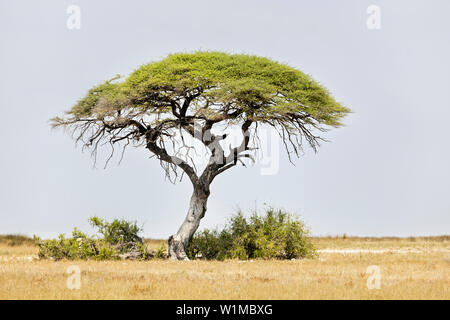Albero di mopane presso il Parco Nazionale di Etosha, Namibia, Africa Foto Stock