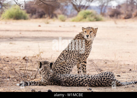 Ghepardo di relax presso l'Okonjima Riserva Naturale, Namibia, Africa Foto Stock