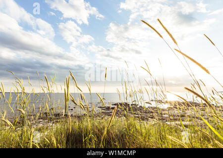 Cereali selvatici lungo la costa mediterranea, Peroi, Istria, Croazia Foto Stock