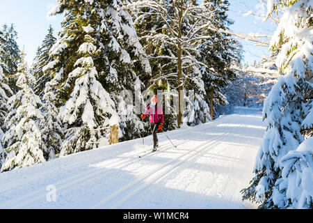 Sci femminile nella foresta di inverno, sci di fondo in un paesaggio invernale, abeti coperti di neve, montagne Harz, Signor, Sankt Andreasberg, inferiore Foto Stock