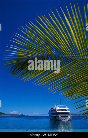 Palm e MV Mystique Princess, Blue Lagoon Cruise Il Nanuya Lailai Island, Isole Figi Foto Stock