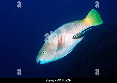 Rusty pesci pappagallo, femmina, e wrasse, Scarus ferrugineus, Labroides dimidiatus, Egitto, isola rocciosa, Mar Rosso Foto Stock