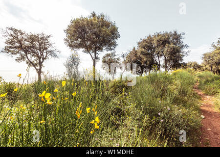 Fiori e alberi lungo la costa mediterranea, Peroi, Istria, Croazia Foto Stock