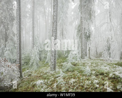 Foresta ghiacciata in Wechselgebiet, Austria Inferiore, Austria Foto Stock