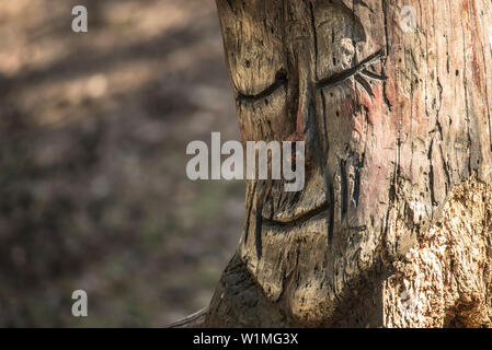 Incisione su un albero, il moncone con volto scolpito, Brandeburgo, Germania Foto Stock