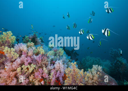 Longfin Bannerfish su Soft Coral Reef, Heniochus acuminatus, Triton Bay, Papua occidentale, in Indonesia Foto Stock