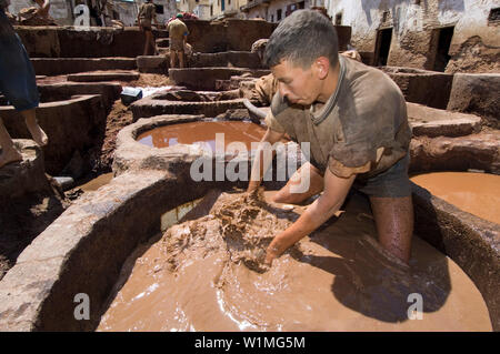 Lavoratore nel trimestre i conciatori, Chouara, Fes, Marocco Foto Stock