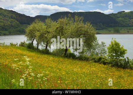 A Meerfelder Maar, Vulkaneifel, Eifel, Renania-Palatinato, Germania Foto Stock