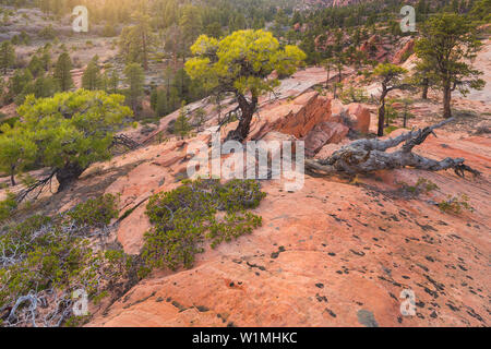 Gesteinsformationen am Kolob inferiore altopiano, Kiefer, Parco Nazionale Zion, Utah, Stati Uniti d'America Foto Stock