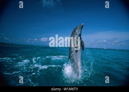 Bottlenosed dolphin tailwalking, Tursiops Truncatus, Islas de la Bahia, Hunduras, dei Caraibi Foto Stock
