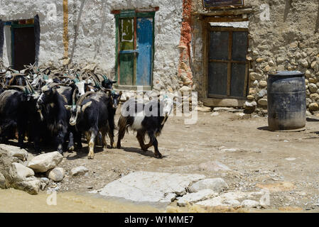 Caprini in Lo Manthang (3840 m), ex capitale del regno del Mustang e la residenza del Re Raja Jigme Dorje Palbar Bista alla Kali Gandaki va Foto Stock