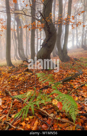 Primordiale della foresta di faggio in autunno con la nebbia e la felce in primo piano, Monti Metalliferi, Ustecky kraj, Repubblica Ceca Foto Stock