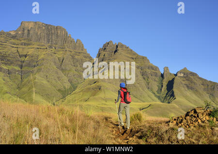 Donna escursionismo verso Cathkin Peak e Sterkhorn, lungo il percorso a curve, i monaci cruscotto, Mdedelelo Wilderness Area, Drakensberg, uKhahlamba-Drakensberg Park, UNESCO Foto Stock