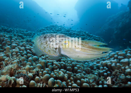 Broadclub Le Seppie Sepia latimanus, della Grande Barriera Corallina, Australia Foto Stock