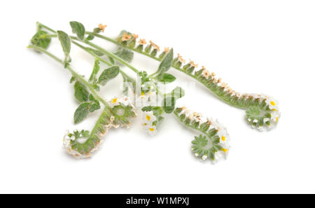 Heliotropium comunemente noto come heliotropes. Isolato su sfondo bianco. Foto Stock