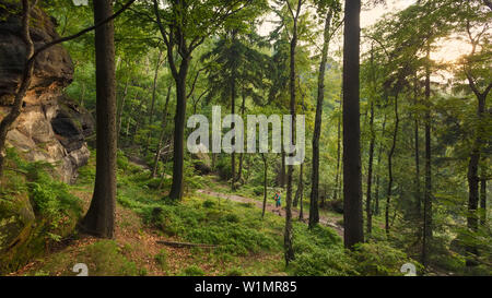 Giovane donna escursioni attraverso una foresta, Svizzera Sassone National Park, in Sassonia, Germania Foto Stock