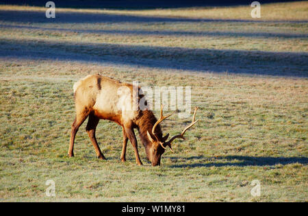 Roosevelt elk , Prairie Creek Redwoods State Park , California , Stati Uniti Foto Stock