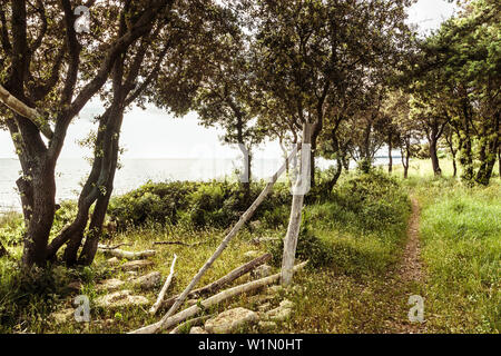Forest lungo la costa mediterranea, Peroi, Istria, Croazia Foto Stock