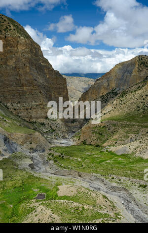 Yak Kohla sulla strada da Nar su Teri Tal a Mustang, Nepal, Himalaya, Asia Foto Stock