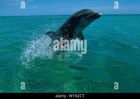 Bottlenosed dolphin salta fuori di acqua, Tursiops Truncatus, Caraibi, Islas de la Bahia, Hunduras, dei Caraibi Foto Stock