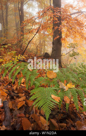 Primordiale della foresta di faggio in autunno con la nebbia e la felce in primo piano, Monti Metalliferi, Ustecky kraj, Repubblica Ceca Foto Stock