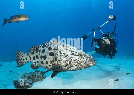 Scuba Diver di scattare le foto della fecola di patate Cod, Epinephelus tukula, foro di merluzzo, della Grande Barriera Corallina, Australia Foto Stock