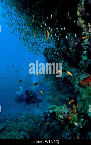 Taucher am Riff, Rotes Meer Aegypten ha Foto Stock