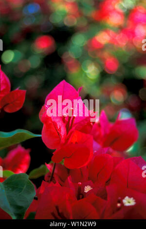 Bouganville, Yucatan, Messico Foto Stock