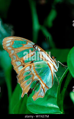 Farfalle tropicali, Costa Rica, Sud America, La Paz Waterfall Gardens, pace Lodge Foto Stock