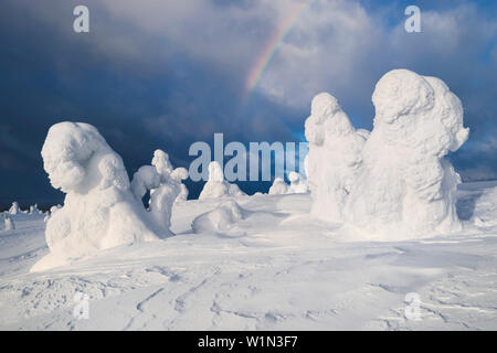 Boschi innevati con forte e gelido alberi e nuvole drammatico con un arcobaleno nella luce del sole in inverno, Riisitunturi National Park, Kuusamo, Lapponia, Finl Foto Stock