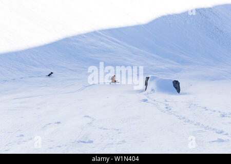 Backcountry rider con il suo cane nella Ammergauer Alpi, Baviera, Germania Foto Stock