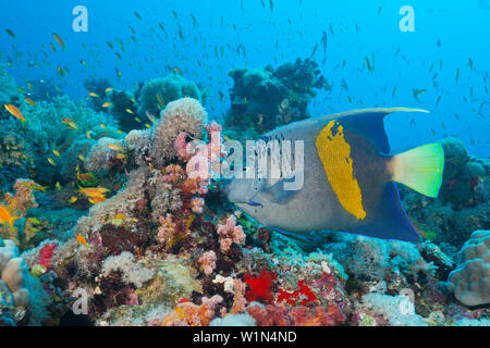 Yellowbar Angelfish, Pomacanthus maculosus, Sanganeb, Mar Rosso, Sudan Foto Stock