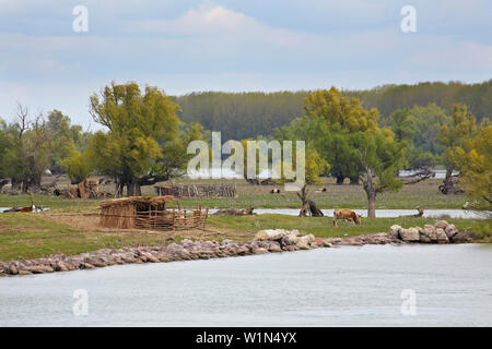 Suini nel Delta del Danubio vicino Ilganii und Partizani , a circa km 60 lontano dalla bocca del ramo di Sulina del Danubio , Mar nero , Romania , Europ Foto Stock