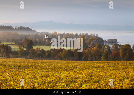 Atmosfera mattutina presso il lago di Costanza, vista su un vigneto vicino a Meersburg alla gamma delle Alpi, il lago di Costanza, Baden-Wuerttemberg, Germania Foto Stock