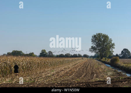 Donna in piedi tra i semi raccolti cornfield e canale d'acqua e guardare le gru durante l'alimentazione. Gru gregge volare lontano, Linum nel Brandeburgo, né Foto Stock