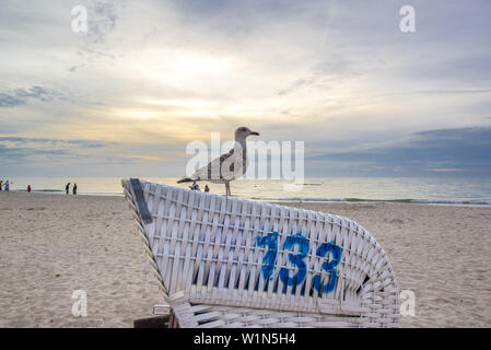 Un Gabbiano seduta su una sdraio sulla spiaggia. Dierhagen Darß, Meclenburgo-Pomerania Occidentale, Germania Foto Stock