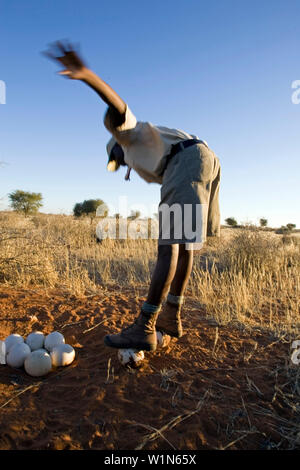 Un uomo, ranger del Gondwana Kalahari Park sorge su due uova di struzzo per dimostrare come solide sono. Il nido è stato lasciato settimane fa le uova w Foto Stock