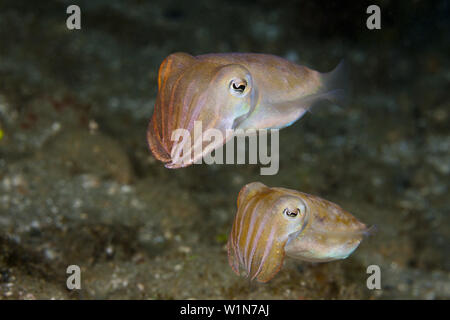 Di Corteggiamento di seppie, Seppia sp., AMBON, ISOLE MOLUCCHE, INDONESIA Foto Stock