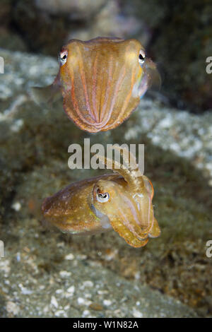 Di Corteggiamento di seppie, Seppia sp., AMBON, ISOLE MOLUCCHE, INDONESIA Foto Stock